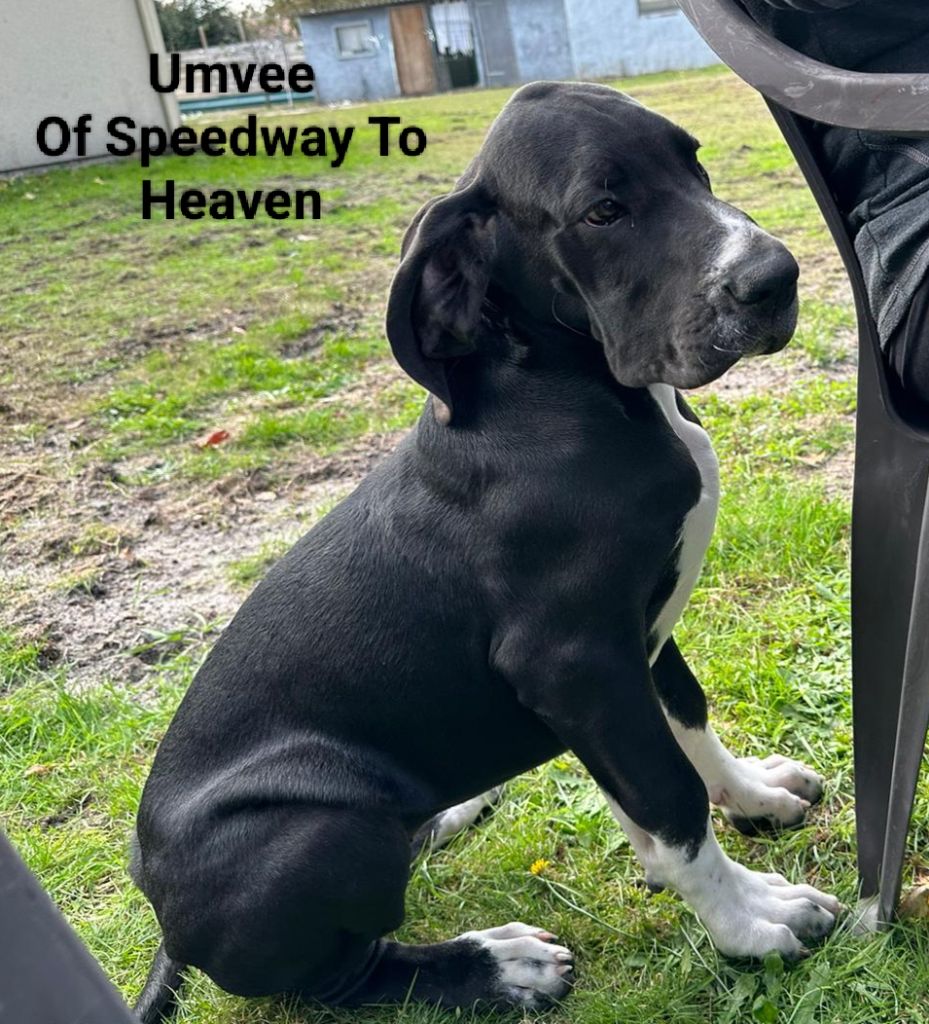 chiot Dogue allemand Of Speedway To Heaven